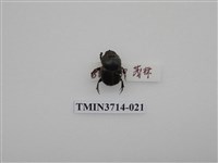 藏品(金龜子科)的圖片